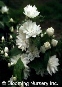 Philadelphus x virginalis 'Minnesota Snowflake'  